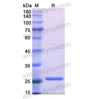 重組GAP43蛋白,Recombinant Human GAP43, N-His