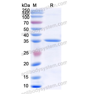 重组HLA-G蛋白,Recombinant Human HLA-G, N-GST