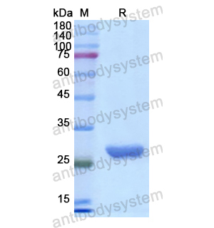 重組CHRNB2蛋白,Recombinant Human CHRNB2, N-His