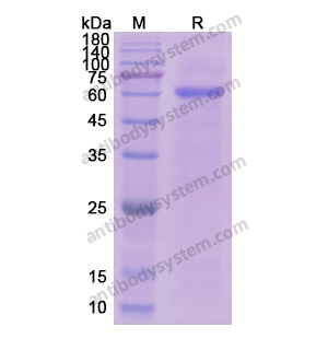 重組CD105/ENG蛋白,Recombinant Human CD105/ENG, N-His