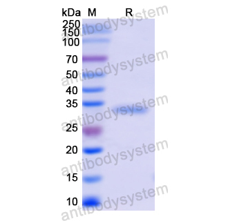 重組IGFBP2蛋白,Recombinant Human IGFBP2, N-His