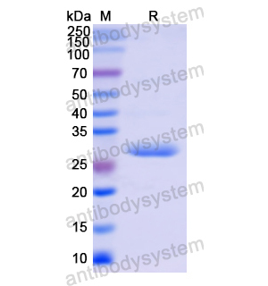 重組ITGB5蛋白,Recombinant Human ITGB5, N-His