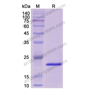 重組EGR1蛋白,Recombinant Human EGR1, N-His