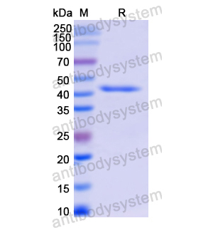 重组ADCYAP1蛋白,Recombinant Human ADCYAP1, N-GST