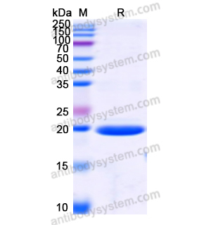 重组IL1RN蛋白,Recombinant Human IL1RN, N-His