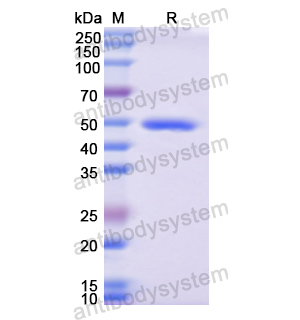 重组CD223/LAG3蛋白,Recombinant Human CD223/LAG3, N-His