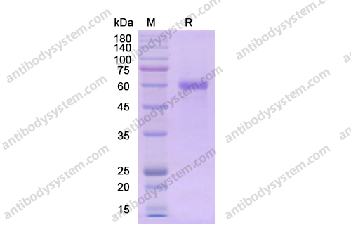重组CD223/LAG3蛋白,Recombinant Human CD223/LAG3, C-His