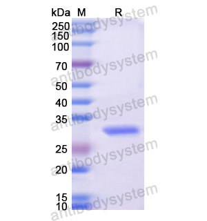 重組PGAM1蛋白,Recombinant Human PGAM1, N-His