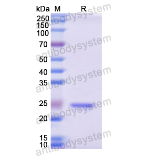 重組ATF1蛋白,Recombinant Human ATF1, N-His