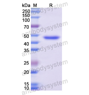 重組ATF3蛋白,Recombinant Human ATF3, N-GST