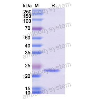 重組ATF6蛋白,Recombinant Human ATF6, N-His