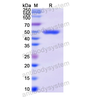重組CD58/LFA3蛋白,Recombinant Human CD58/LFA3, N-GST
