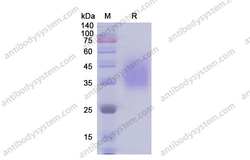 重组CD58/LFA3蛋白,Recombinant Human CD58/LFA3, C-His