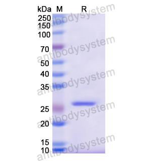 重组CD120a/TNFRSF1A蛋白,Recombinant Human CD120a/TNFRSF1A, N-His