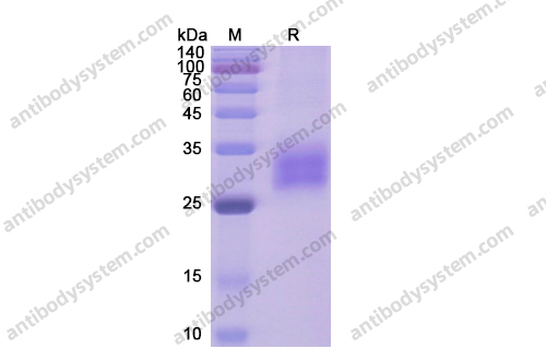 重组CD120a/TNFRSF1A蛋白,Recombinant Human CD120a/TNFRSF1A, C-His