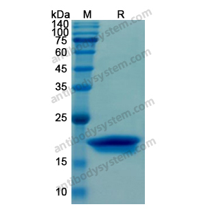 重组ORM2蛋白,Recombinant Human ORM2, N-His