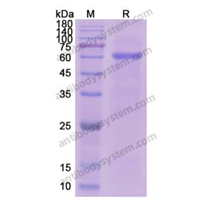 重组CD105/ENG蛋白,Recombinant Human CD105/ENG, C-His