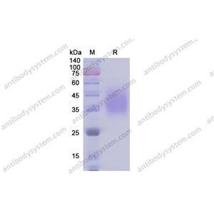 重组CD58/LFA3蛋白,Recombinant Human CD58/LFA3, C-His