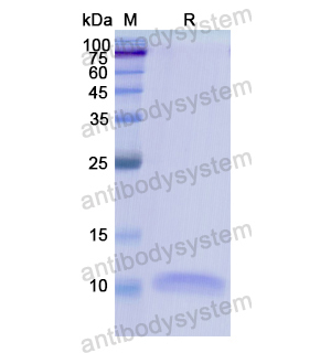 重組CXCL2/GRO-beta/MIP2-alpha蛋白,Recombinant Human CXCL2/GRO-beta/MIP2-alpha, N-His