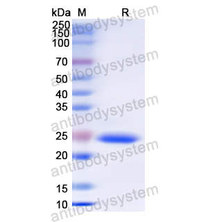 重組TYMP/PD-ECGF蛋白,Recombinant Human TYMP/PD-ECGF, N-His