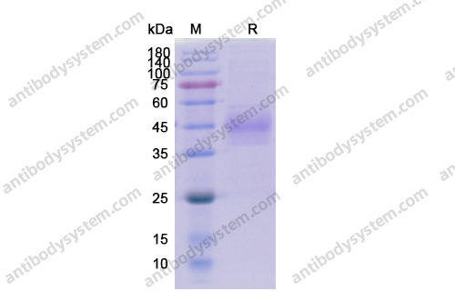 重组CD33蛋白,Recombinant Human CD33, C-His
