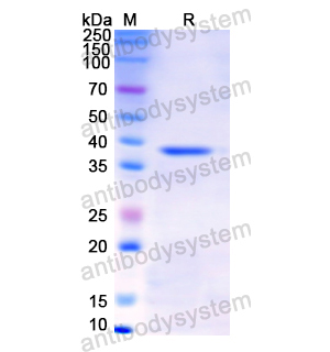 重组PGC蛋白,Recombinant Human PGC, N-His