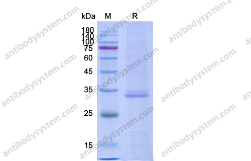 重組AZU1/CAP37/HBP蛋白,Recombinant Human AZU1/CAP37/HBP, C-His