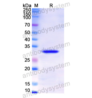 重组TPSB2蛋白,Recombinant Human TPSB2, N-His