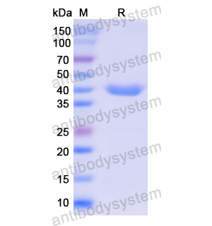 重組COX5A蛋白,Recombinant Human COX5A, N-GST