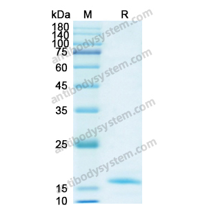 重組LMNB1蛋白,Recombinant Human LMNB1, N-His