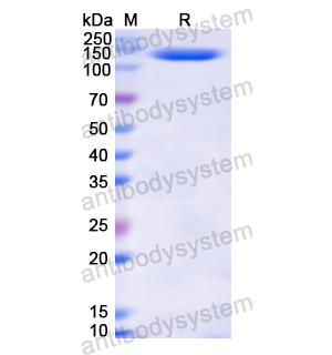 重組CD11c/ITGAX蛋白,Recombinant Human CD11c/ITGAX, N-His