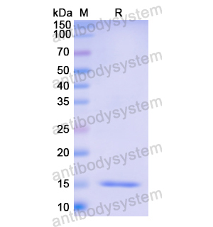 重組OGN蛋白,Recombinant Human OGN, N-His