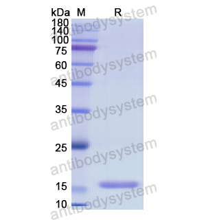 重組FLG蛋白,Recombinant Human FLG, N-His