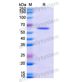 重组CD73/NT5E蛋白,Recombinant Human CD73/NT5E, N-His