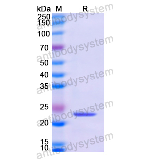 重組SAT1蛋白,Recombinant Human SAT1, N-His