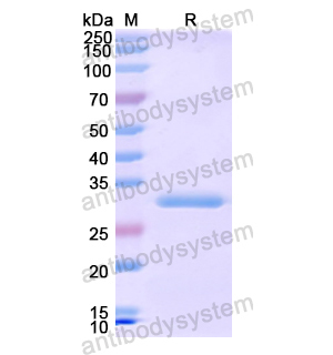 重組EPHA1蛋白,Recombinant Human EPHA1, N-His