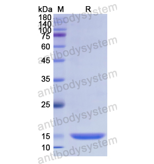 重組MDK蛋白,Recombinant Human MDK, N-His