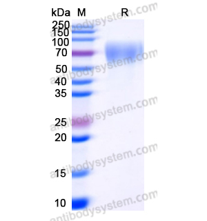 重组CD332/FGFR2蛋白,Recombinant Human CD332/FGFR2, C-His