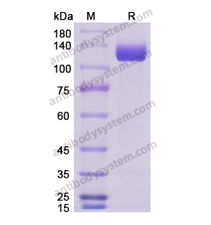 重组ERBB3/HER3蛋白,Recombinant Human ERBB3/HER3, C-Fc