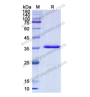 重组CD9蛋白,Recombinant Human CD9, N-Fc