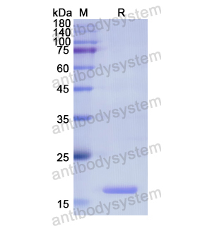 重组BMP6蛋白,Recombinant Human BMP6, N-His