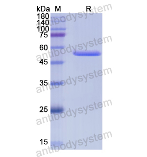 重组LPO蛋白,Recombinant Human LPO, N-His