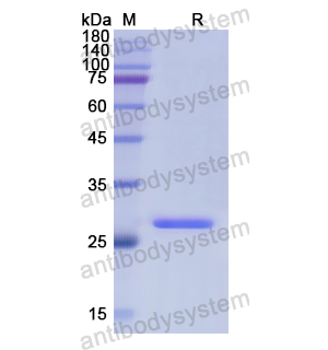 重组FBL蛋白,Recombinant Human FBL, N-His