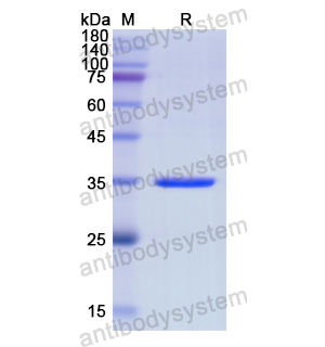 重组CDH3蛋白,Recombinant Human CDH3, N-His