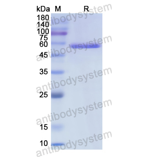 重组CBL蛋白,Recombinant Human CBL, N-GST