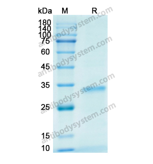 重组IGFBP4蛋白,Recombinant Human IGFBP4, N-His