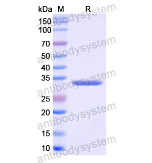 重組CA4蛋白,Recombinant Human CA4, N-His