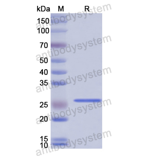 重組FBLN1蛋白,Recombinant Human FBLN1, N-His