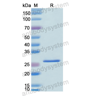 重组CD238/KEL蛋白,Recombinant Human CD238/KEL, N-His