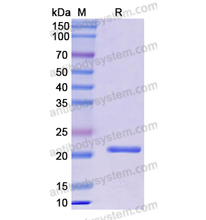 重組PPIB蛋白,Recombinant Human PPIB, N-His